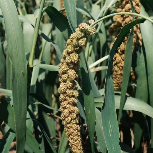 石家庄优选仓库速达，山东潍坊-马庄小米，色泽均匀，饱满圆润，干净无杂原色原香，6斤礼盒装（500g**6袋） 商品图7