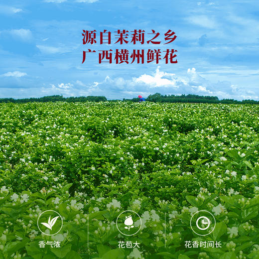 八马茶业 | 寻香·明前春绿·茉莉花茶152g 商品图3