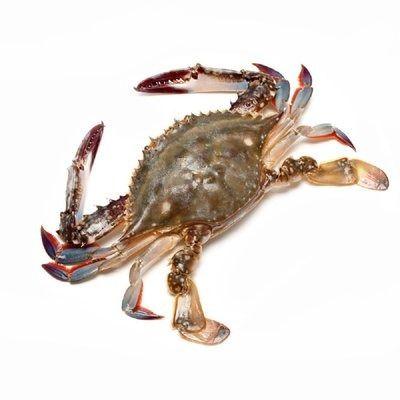 【鲜活】梭子蟹（650±50g)螃蟹 商品图0