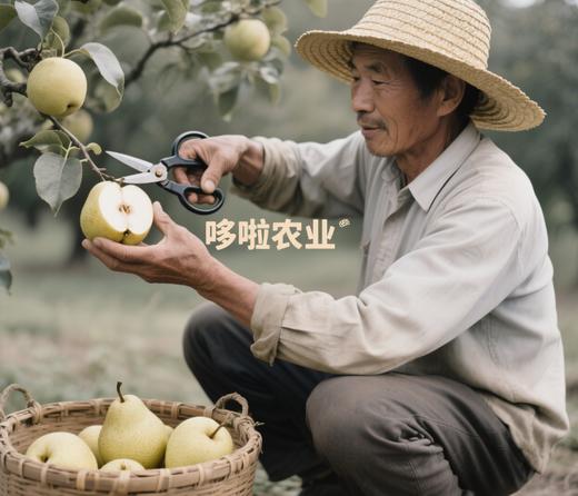 雪花梨（物业提货，每周一、三、五送货） 商品图1