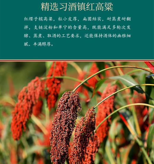 习酒自家酒库53度 v3.0 酱香型白酒1500ml单瓶装-jmw 商品图2