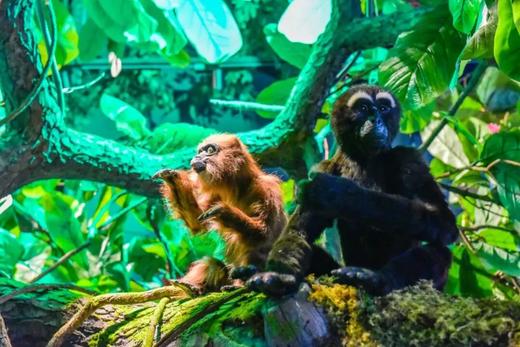 【9.28出发云南芒市/腾冲 2025秋假国庆 | 6天5晚】自然秘境·高黎贡：在神奇的高黎贡山，开启6天自然与人文的奇遇 商品图1