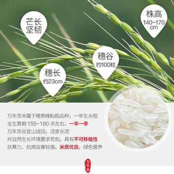 万年贡鸿运万年贡米 江西大米 地标产品 长粒丝苗米 10斤 新米 /粮油调味 /米 /丝苗米 商品图2
