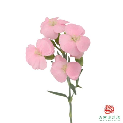 多头康乃馨-粉黛 10枝一扎 商品图1