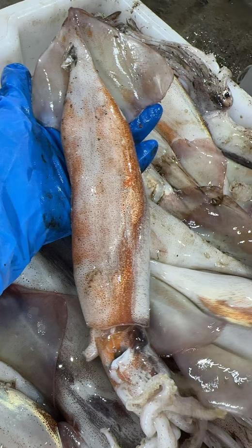 【保证不泡水，不泡药，市场上泡水的鱿鱼都得卖25一斤】大连当地超新鲜大鱿鱼新鲜上岸，原汁原味，肉厚鲜香，单条1斤以上，冷冻发货 ，东三省包邮 商品图3