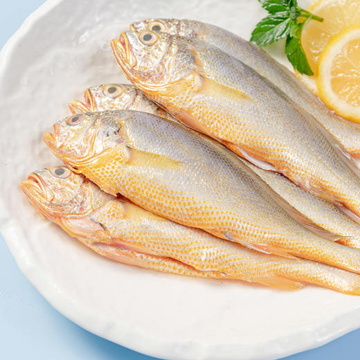 【金鳞献瑞】野生黄鱼380g/5条 蒜瓣肉质 鲜嫩美味 商品图4