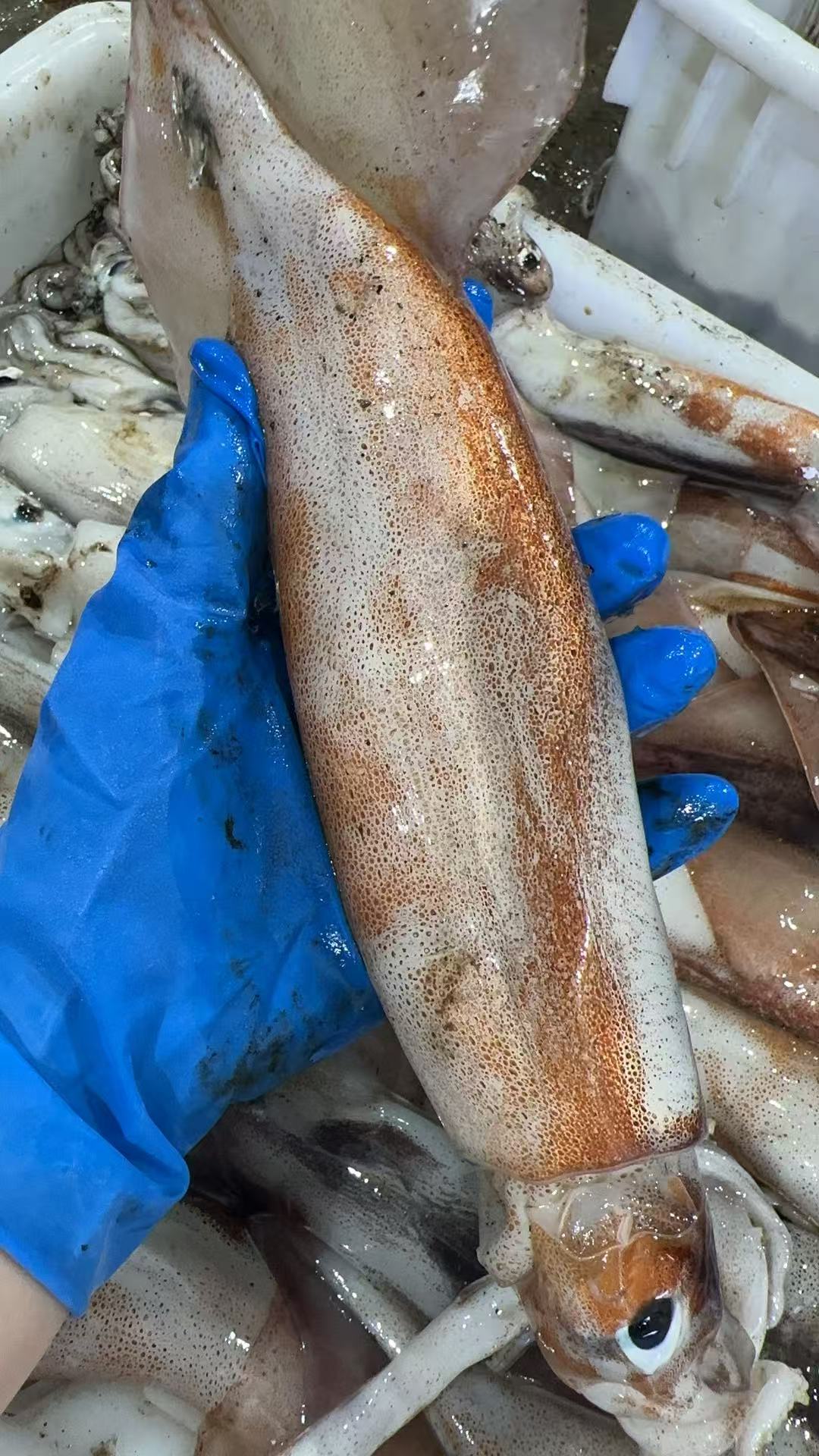 【保证不泡水，不泡药，市场上泡水的鱿鱼都得卖25一斤】大连当地超新鲜大鱿鱼新鲜上岸，原汁原味，肉厚鲜香，单条1斤以上，冷冻发货 ，东三省包邮