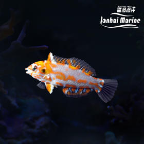 澳洲豹龙