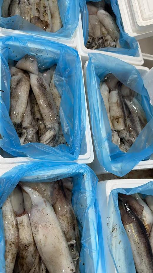 【保证不泡水，不泡药，市场上泡水的鱿鱼都得卖25一斤】大连当地超新鲜大鱿鱼新鲜上岸，原汁原味，肉厚鲜香，单条1斤以上，冷冻发货 ，东三省包邮 商品图6