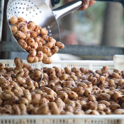 【三蒸元气枣】 古法三蒸三晒，去皮去核！糯到拉丝，一口糯叽叽，国医大师推荐， 不拉喉不胀气不上火气色好，新疆一级红枣，肉厚无酸味， 商品图4