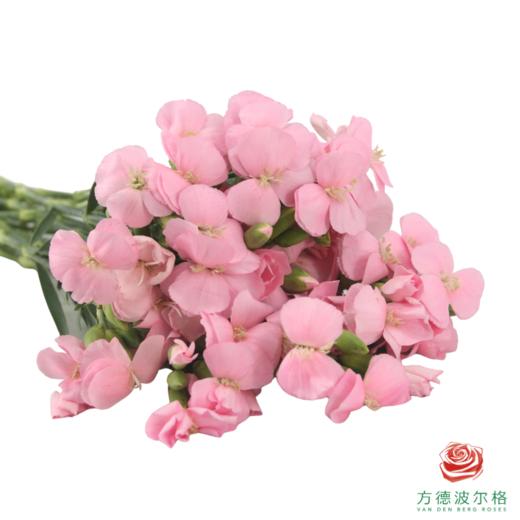 多头康乃馨-粉黛 10枝一扎 商品图2