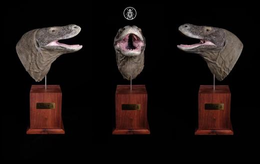 【预售 11月底前发货】科莫多巨蜥 写实题材风格树脂模型摆件雕像 ★APHID STUDIO 官方正版 商品图4