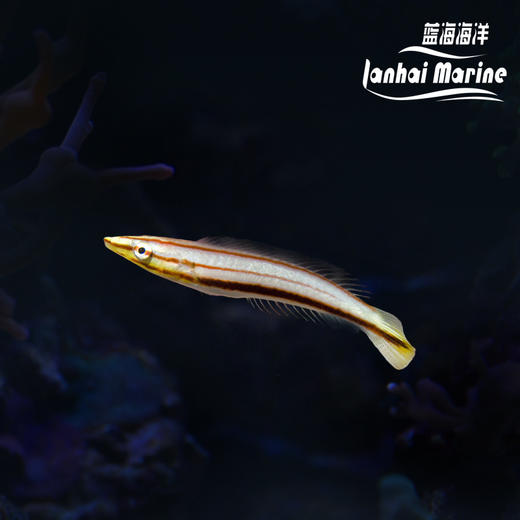 红线铅笔龙 商品图0