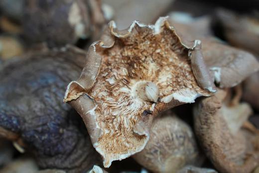 【4袋9.5折(送50g黑木耳)；6袋8.5折(送100g黑木耳)】长白山野生香菇 商品图3