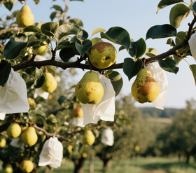 雪花梨（物业提货，每周一、三、五送货）