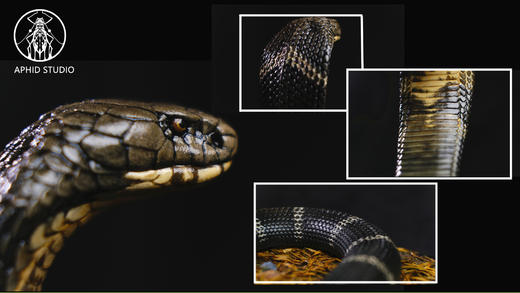 【预售 12月底前发货】北部眼镜王蛇 写实题材风格树脂模型摆件雕像 ★APHID STUDIO 官方正版 商品图1