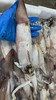 【保证不泡水，不泡药，市场上泡水的鱿鱼都得卖25一斤】大连当地超新鲜大鱿鱼新鲜上岸，原汁原味，肉厚鲜香，单条1斤以上，冷冻发货 ，东三省包邮 商品缩略图8