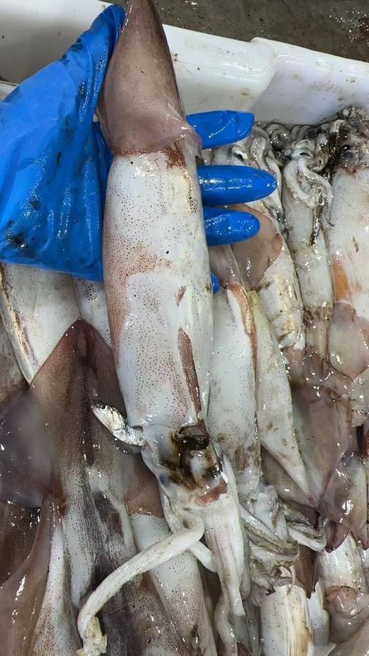 【保证不泡水，不泡药，市场上泡水的鱿鱼都得卖25一斤】大连当地超新鲜大鱿鱼新鲜上岸，原汁原味，肉厚鲜香，单条1斤以上，冷冻发货 ，东三省包邮 商品图8