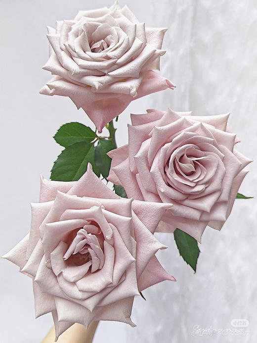 谊颖曼塔 商品图0