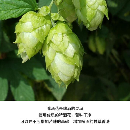 德国进口克雷斯顿(畅饮)小麦啤酒丨黑啤500ml 商品图4