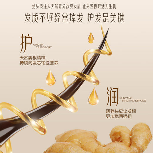 柏缇 生姜洗发露500ml HY50001-rxs 商品图2