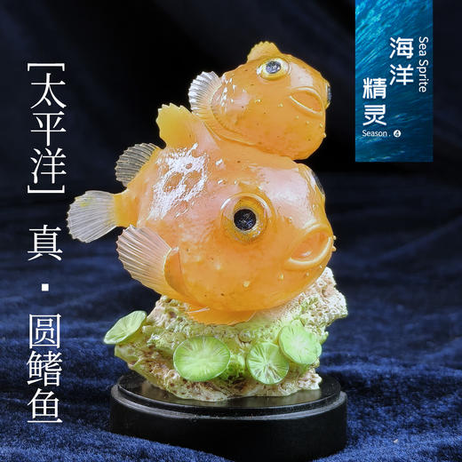 【预售】海洋精灵-圆鳍鱼 系列主题模型手办摆件【预计11月份交付】★趣界工作室 官方正品 商品图2