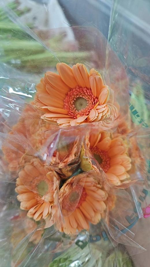 深橙色小弗朗 商品图0