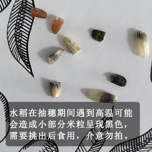 生态酵素稻米（糙米、胚芽米）（籼米） | 合作生产* Ecological rice (germ rice, brown rice) | Coproduction 商品图4