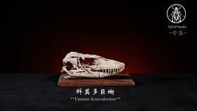 【预售 11月初发货】头骨 骨骼题材风格模型摆件 雪豹大猩猩科莫多巨蜥 ★APHID STUDIO 官方正版