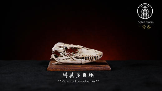 【预售 11月初发货】头骨 骨骼题材风格模型摆件 雪豹大猩猩科莫多巨蜥 ★APHID STUDIO 官方正版 商品图0