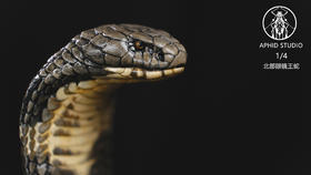 【预售 12月底前发货】北部眼镜王蛇 写实题材风格树脂模型摆件雕像 ★APHID STUDIO 官方正版