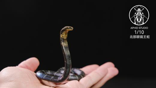 【预售 12月底前发货】北部眼镜王蛇 写实题材风格树脂模型摆件雕像 ★APHID STUDIO 官方正版 商品图3