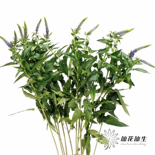 配花 | 鼠尾蓝色 商品图4