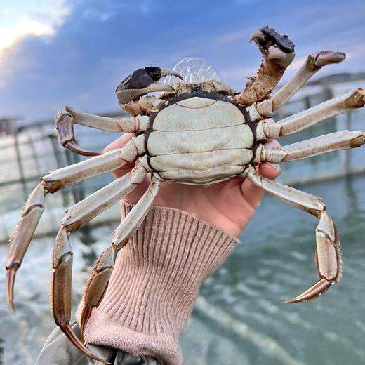 2025年源鲜阳澄·大闸蟹溯源，蟹卡抢先发售，正宗、地道、保真 商品图2