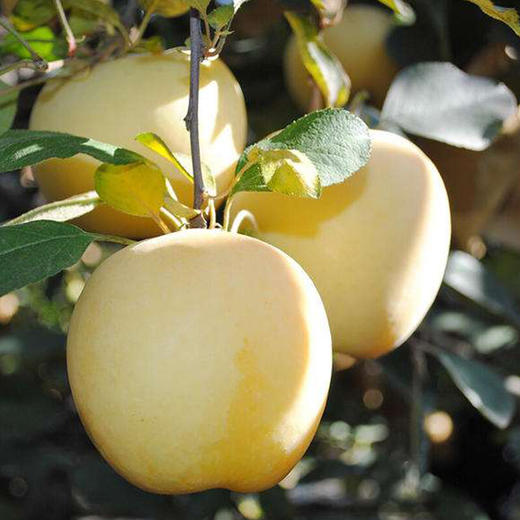 【宜昌助农馆】25年新果 奶油富士礼盒装 新鲜苹果当季 商品图4