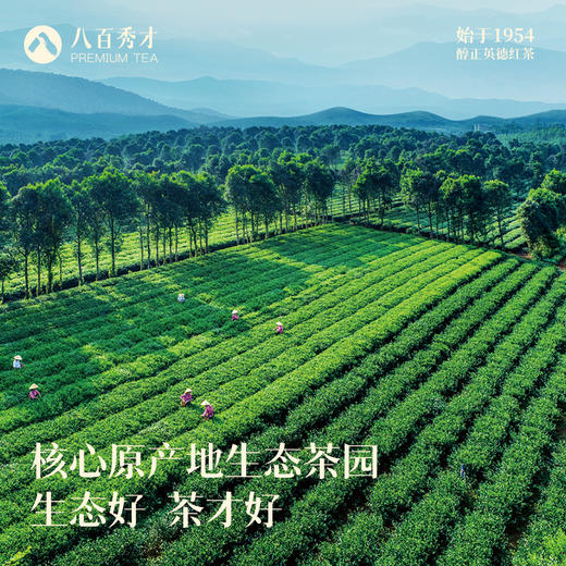 【明前春茶】八百秀才英德绿茶礼盒装150g 商品图3