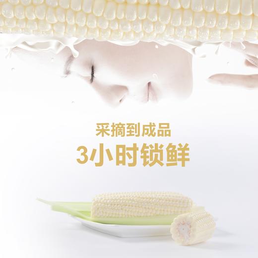 川间拾味西双版纳圣甜白珠分段水果玉米 | 果衣薄、籽粒饱满、清甜多汁、脆嫩爽口、开袋即食、一袋10~12段左右 商品图8