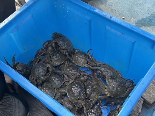 阳澄湖大闸蟹（暂不支持储值购买哟） 商品图3