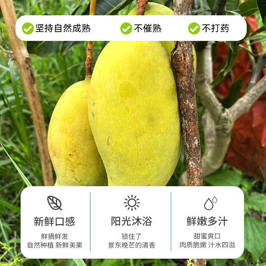 【产地直发】云南景东晚熟芒果10斤（净重9-9.5斤）礼盒装 清甜可口 金黄饱满 商品图1