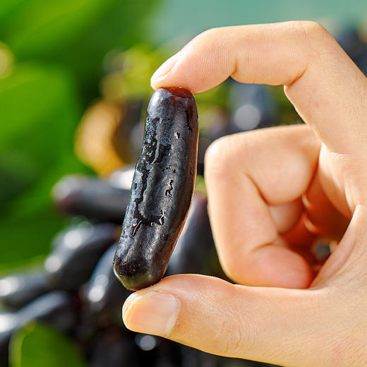 【新疆86团新鲜葡萄】新鲜水果 颗粒饱满新疆金手指黑提  2斤 商品图3