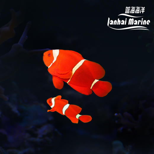 透红小丑 对装 商品图0
