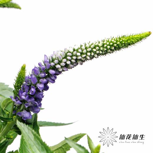 配花 | 鼠尾蓝色 商品图5