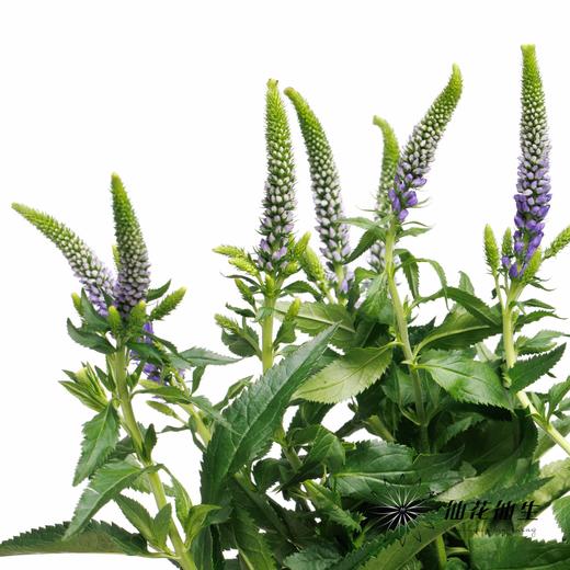 配花 | 鼠尾蓝色 商品图2