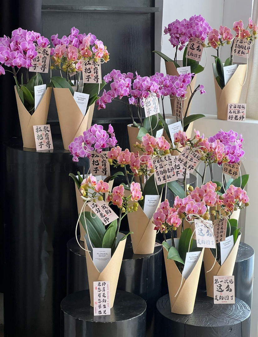 【2025.教师节】2株蝴蝶兰组合小盆栽79（品种随机 带手提袋 现货，下单即可到店自提）