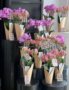 【2025.教师节】2株蝴蝶兰组合小盆栽79（品种随机 带手提袋 现货，下单即可到店自提）