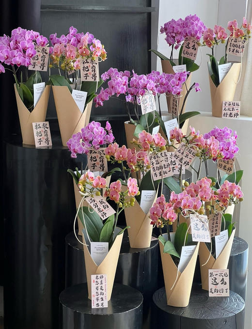 【2025.教师节】2株蝴蝶兰组合小盆栽79（品种随机 带手提袋 现货，下单即可到店自提） 商品图0