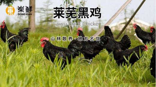 ——————莱芜黑鸡598型（2只鸡）（此产品为礼品卡）（代发） 商品图1