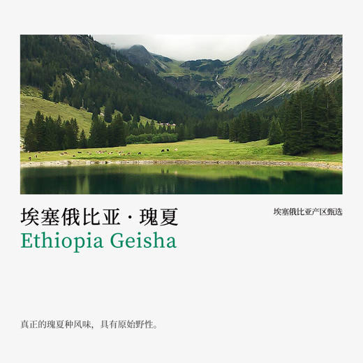 埃塞俄比亚瑰夏新鲜烘焙精品手冲单品咖啡豆浅中度咖啡馆SOE 商品图1