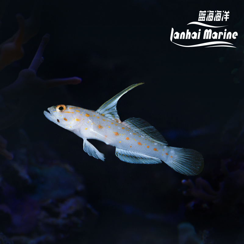 绿高鳍虾虎