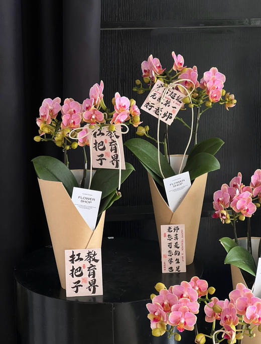 【2025.教师节】2株蝴蝶兰组合小盆栽79（品种随机 带手提袋 现货，下单即可到店自提） 商品图2